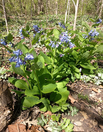 Purple flowers