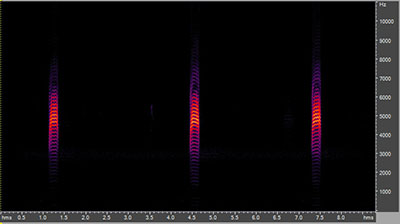 Vocalization of the American woodcock