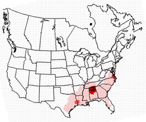 Winter range of the American woodcock