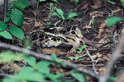 American woodcock