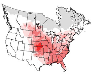 Summer range of the brown thrasher