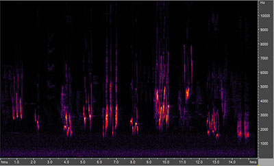 Vocalization of the brown thrasher