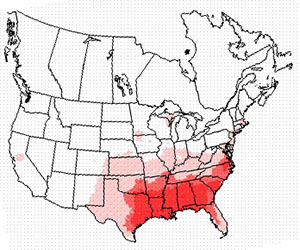 Winter range of the brown thrasher