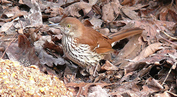 Brown thrasher