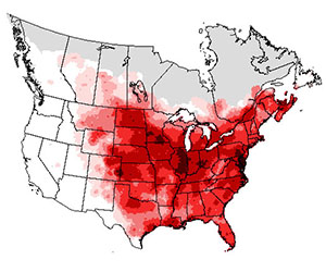 Summer range of the common grackle