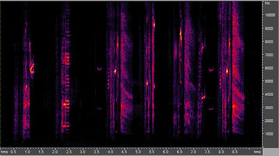 Vocalization of the common grackle