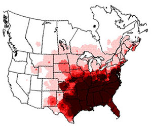 Winter range of the common grackle