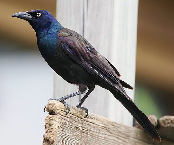 Common grackle