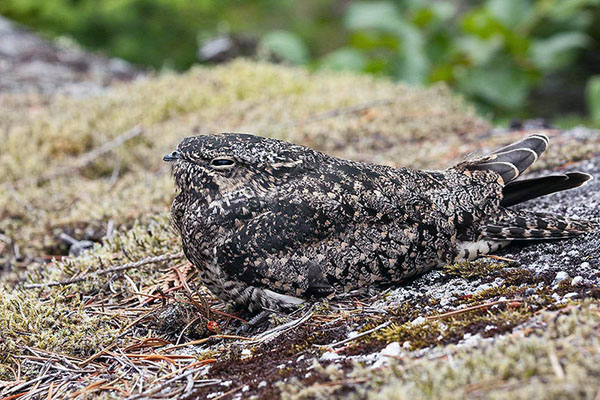 Common nighthawk