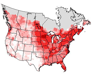 Summer range of the common yellowthro bird