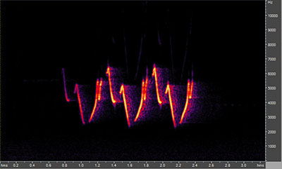 Vocalization of the common yellowthroat