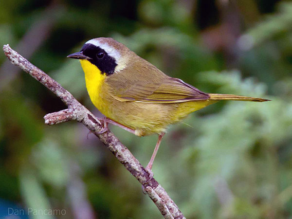 Common yellowthroat