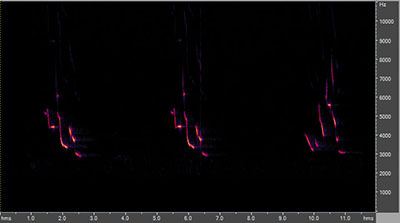 Vocalization of the eastern meadowlark