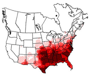 Winter range of the eastern meadowlark