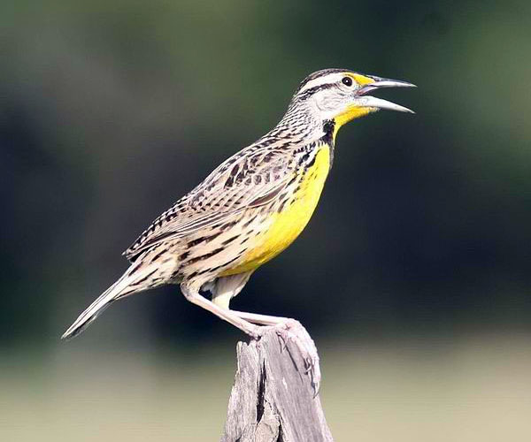 Eastern meadowlark