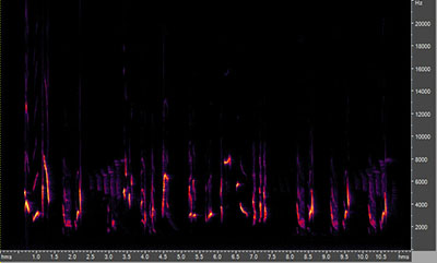 Vocalization of the gray catbird