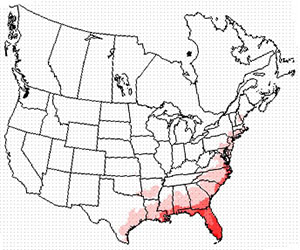 Winter range of the gray catbird