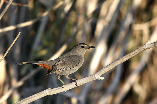 Gray catbird