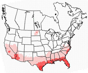 Winter range of the common yellowthroat bird