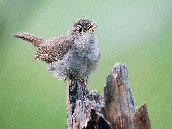 House wren