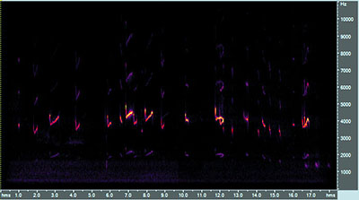 Vocalization of the American woodcock