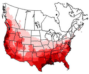 Winter range of the killdeer bird