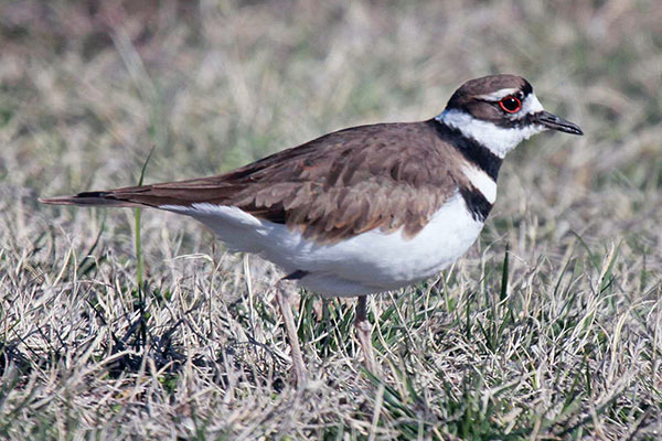 Killdeer bird