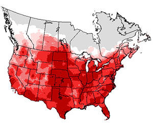 Summer range of the mourning dove