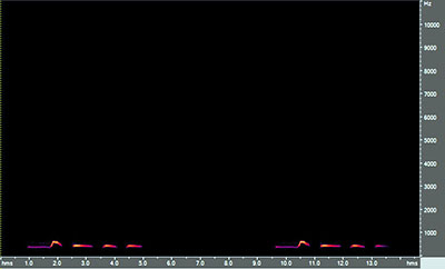 Vocalization of the mourning dove