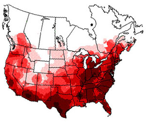 Winter range of the mourning dove