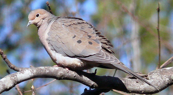 Mourning dove