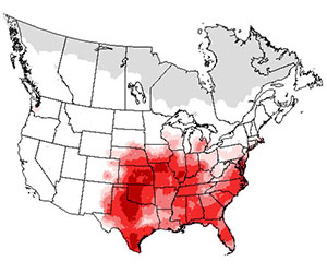 Summer range of the northern bobwhite