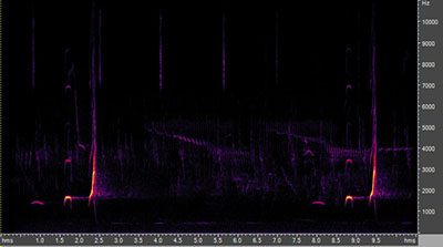 Vocalization of the northern bobwhite