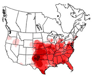 Winter range of the northern bobwhite