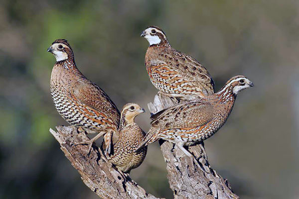 Northern bobwhites