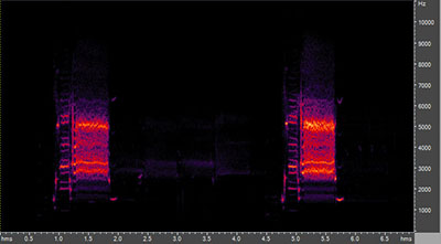 Vocalization of the red-winged blackbird