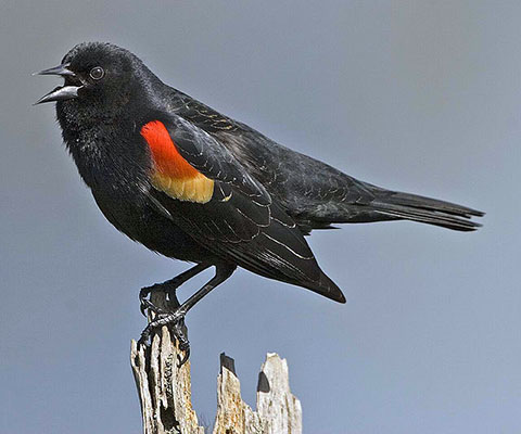 Red-winged blackbird