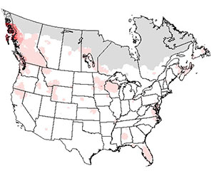 Summer range of the bald eagle