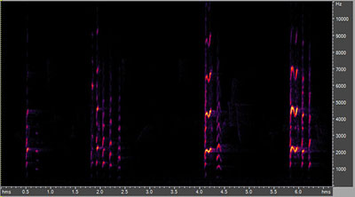 Vocalization of the Bald Eagle