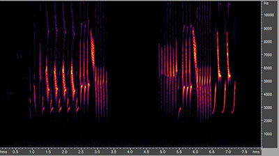 Vocalization of the American goldfinch