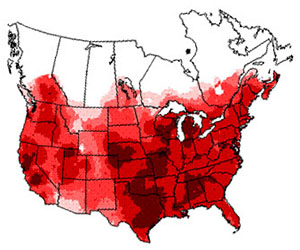 Winter range of the American goldfinch