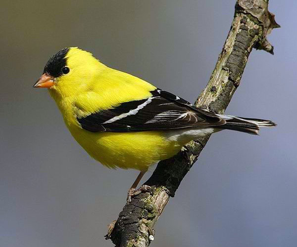 American goldfinch