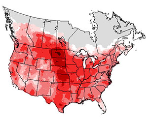 Summer range of the brown-headed cowbird