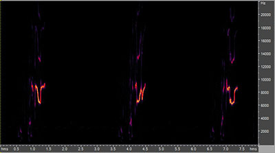 Vocalization of the brown-headed cowbird