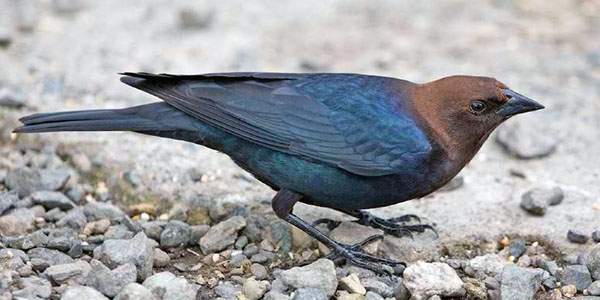 Brown-headed cowbird