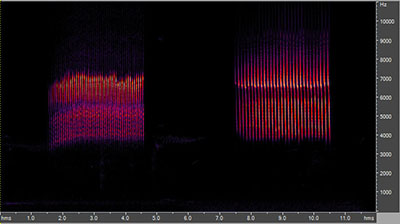 Vocalization of the chipping sparrow