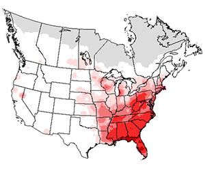 Summer range of the eastern towhee bird