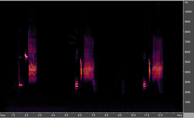 Vocalization of the eastern towhee bird