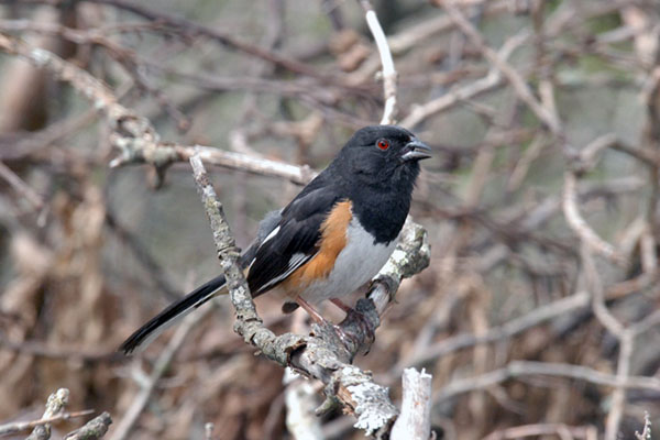 Eastern towhee bird