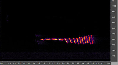 Vocalization of the field sparrow